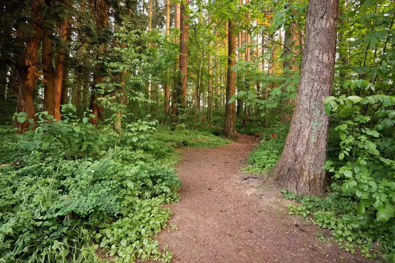 Kane Road Park is a wonderful place to hike, have a picnic, walk a dog, and more.