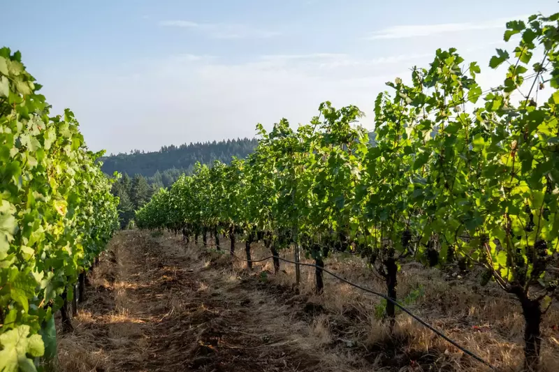 This rental is on a gorgeous vineyard!