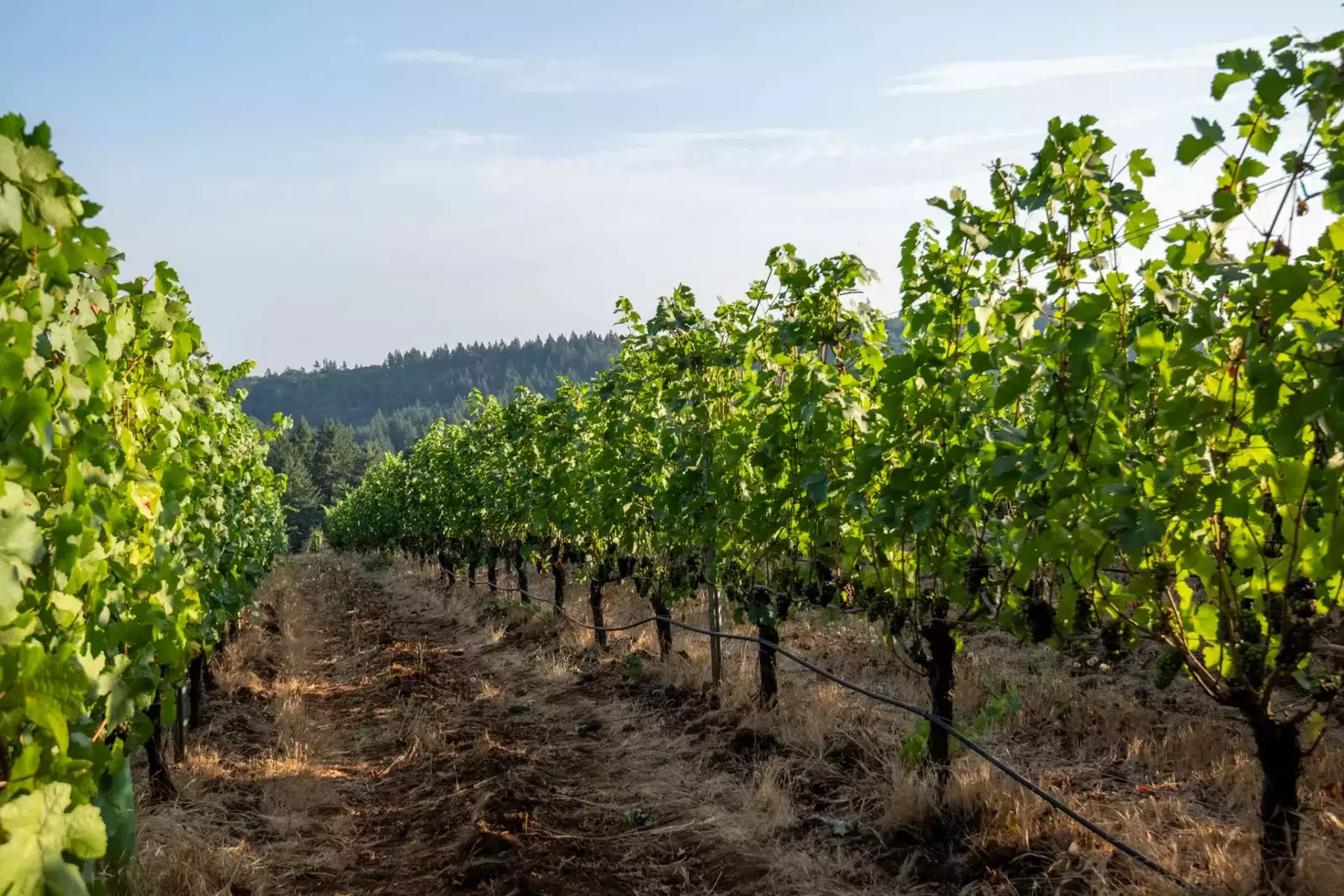 This rental is on a gorgeous vineyard!