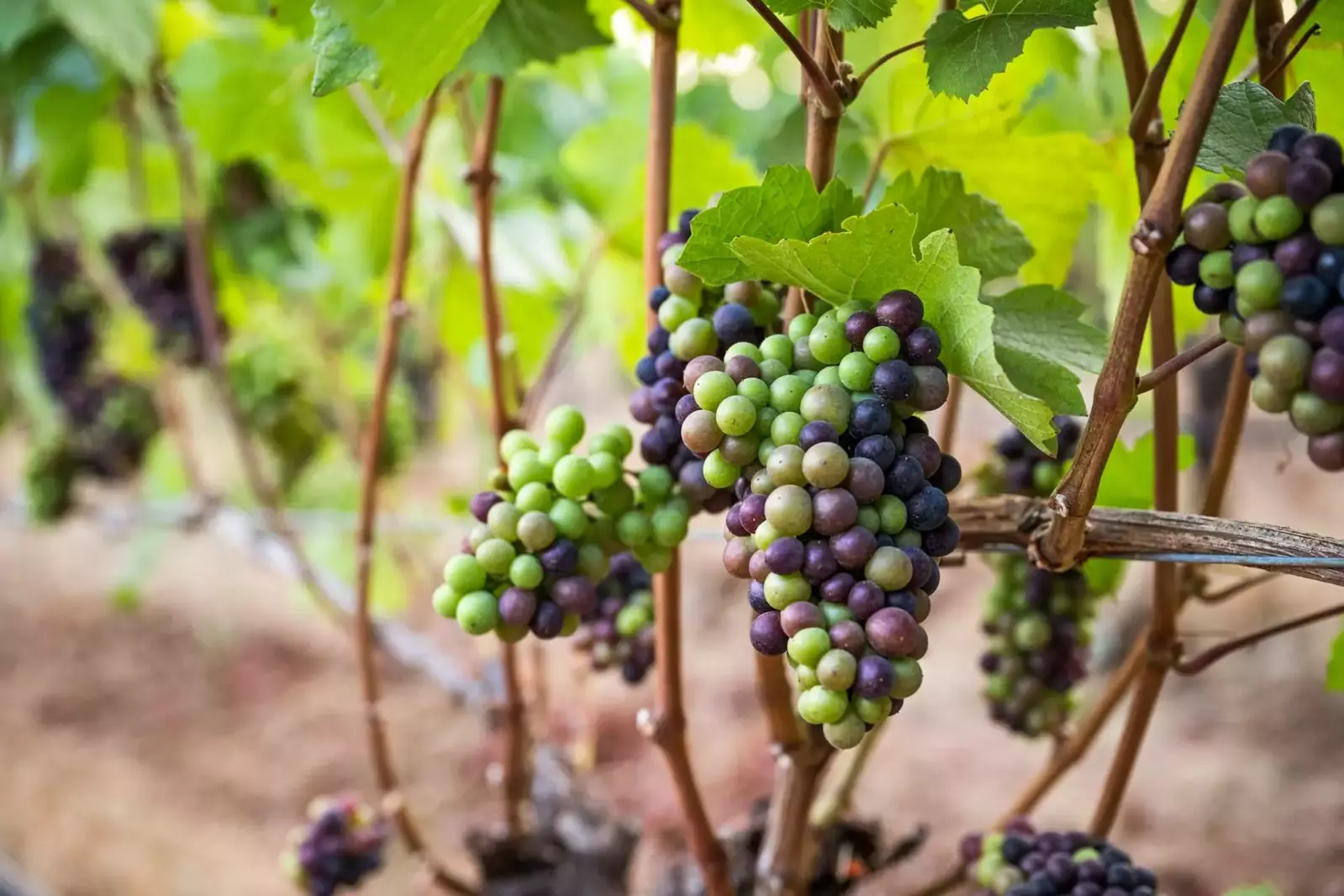 Wine country is an excellent place to visit in all seasons. Reach out for local suggestions.