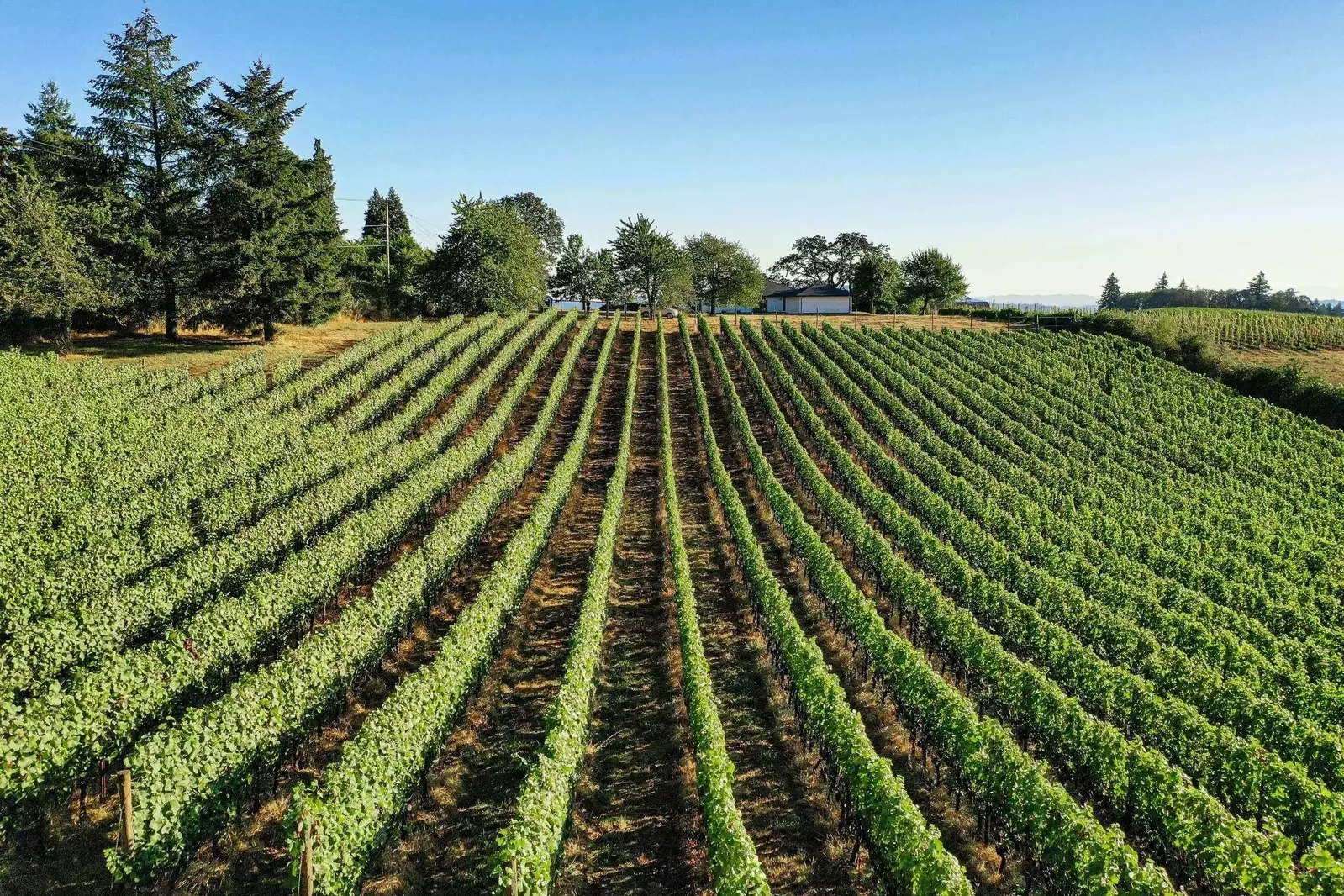 King's Queen is nestled deep in the farmland of the Willamette Valley.