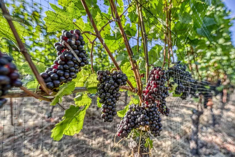 "Located in the heart of Pinot country. To be able to come ‘home’ after a day of tasting and make dinner and watch the sunset was incredible" -Michele