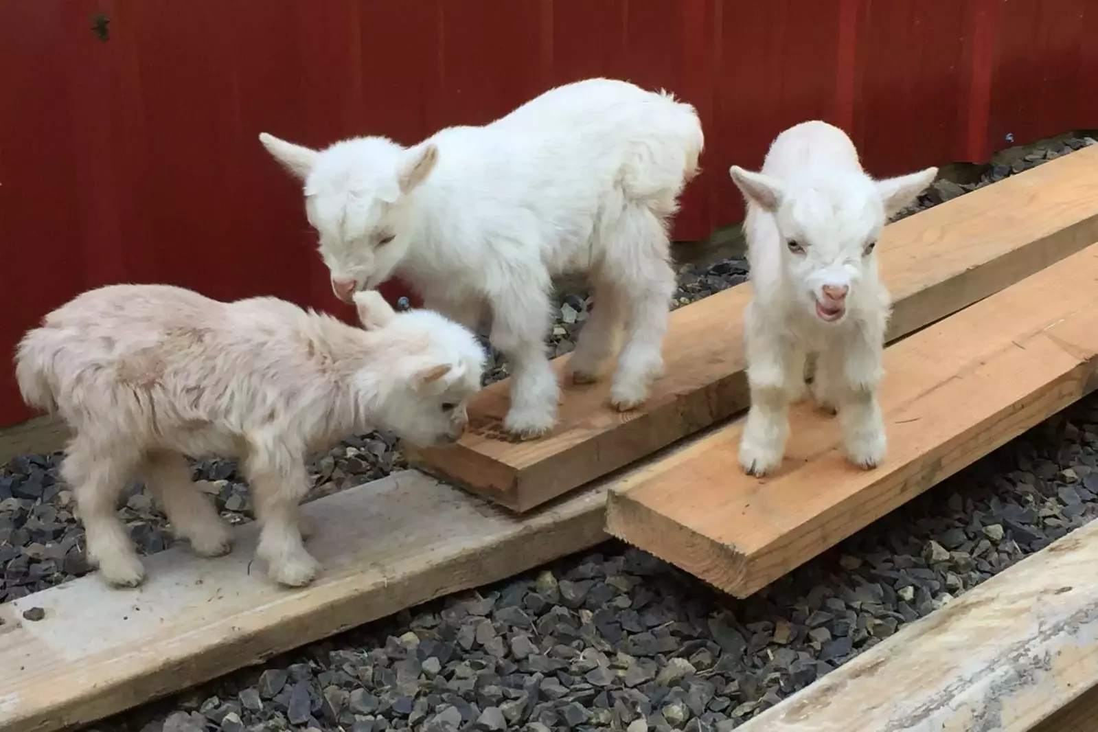 Cute animals galore!