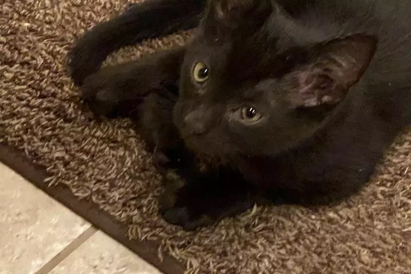 This black cat is lucky and friendly.