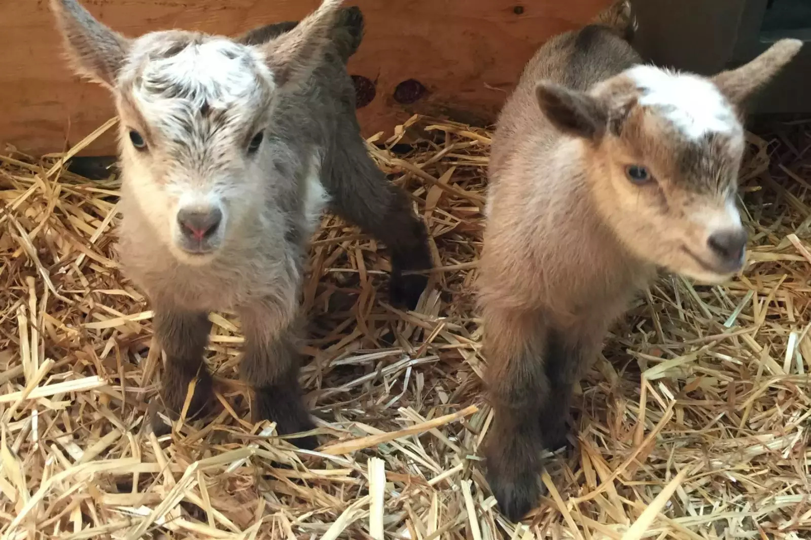 Be sure to say hi to the baby goats!