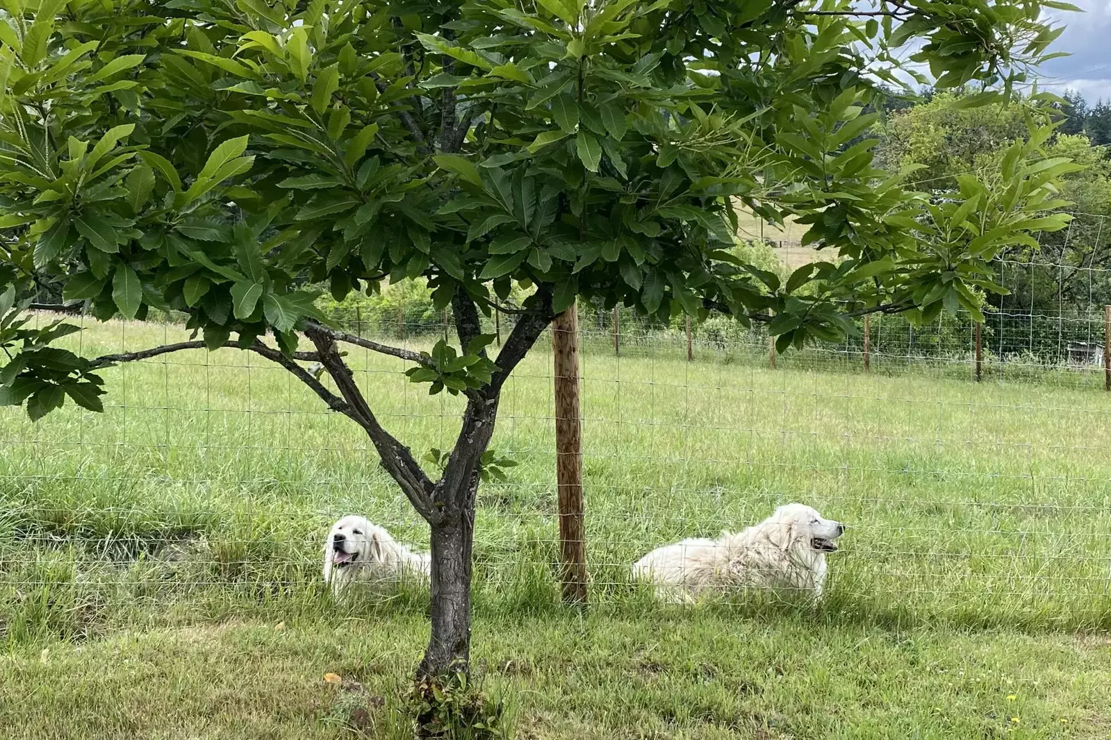 "Beautiful, quiet accommodations. Love the farm animals. Kitchen very well stocked with the right utensils." - Marshall
