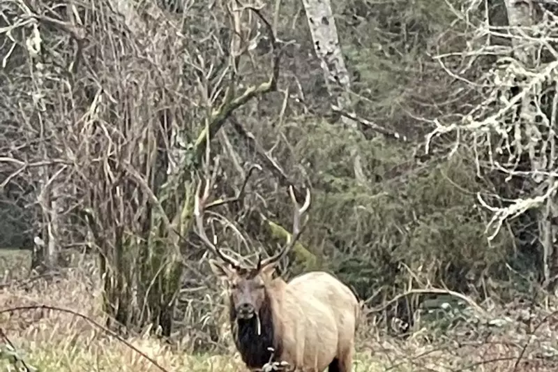 Elk are bountiful through the region. This one was found about 1/2 mile from the lakehouse.