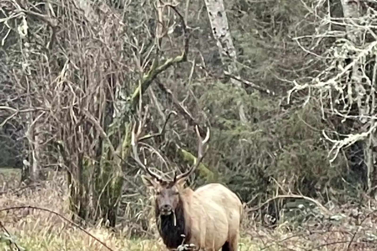Elk are bountiful through the region. This one was found about 1/2 mile from the lakehouse.