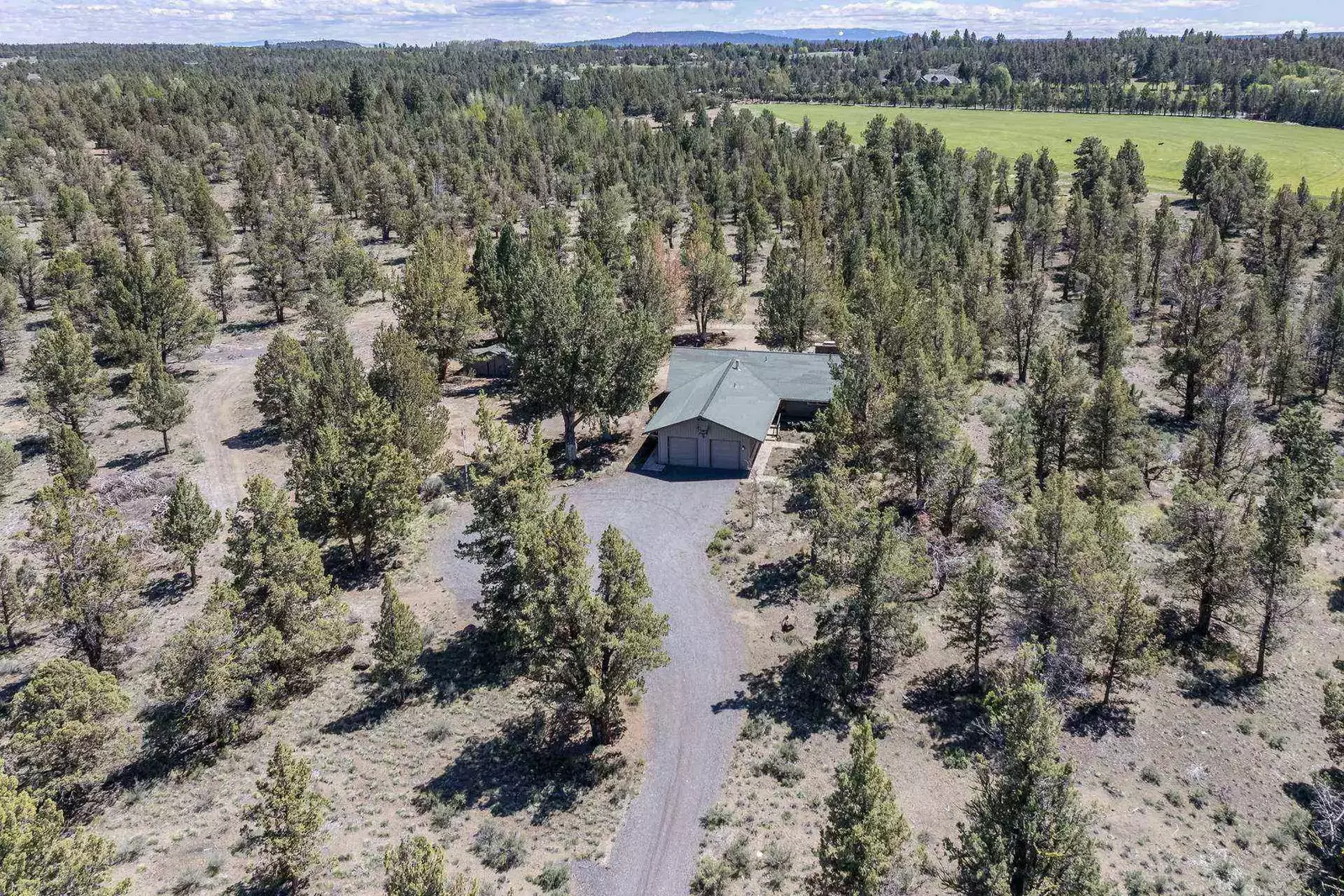 Sagebrush is perfectly nestled among peaceful pine trees.