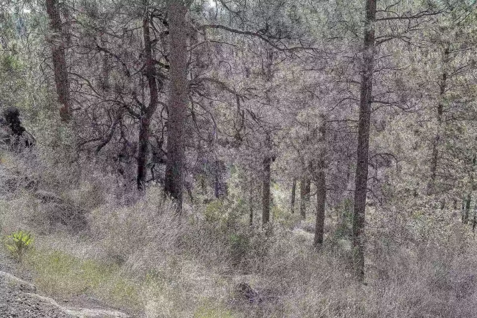 A peak at the Deschutes River from the back patio.