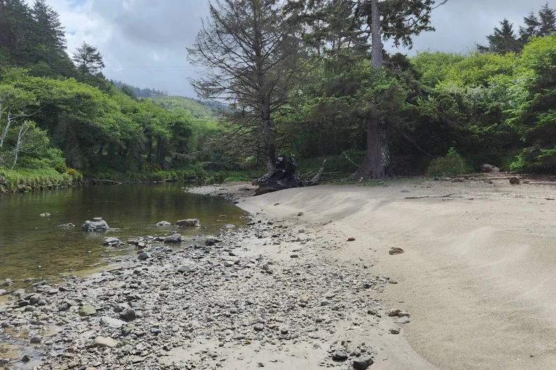 Quiet tidal creek bordered by coastal evergreens, perfect for morning strolls and nature watching.