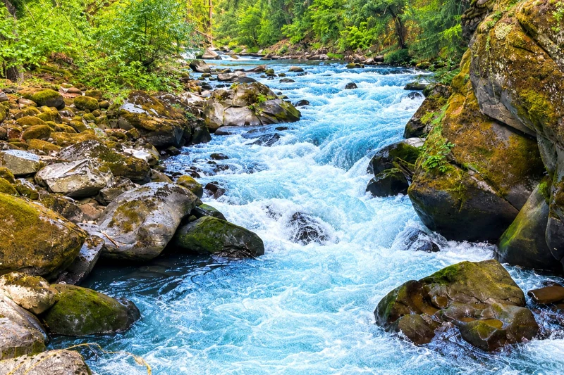 Experience the beauty of the rushing river and lush forest nearby Spotted Dog Lodge.